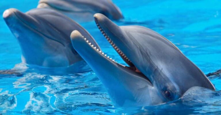 Underwater Threat: Military Sonar Puts Endangered Dolphins at Greater Risk
