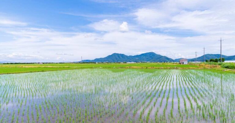 Japan’s Rice Crisis: Aging Farmers Grapple with Climate-Driven Crop Decline Japan’s Rice Crisis: Aging Farmers Grapple with Climate-Driven Crop Decline